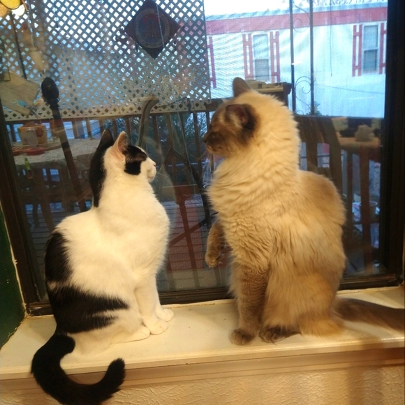 Meet your Posher, Julie - Picture 7 of 12